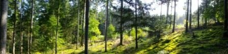 1. forêts du haut folin