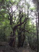 3. chemin bordé de magnifiques chataigniers