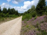 2. Au detour des allées forestieres...