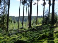 3. Sous bois forestier