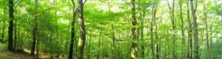 9. Forêt de Glenne