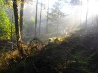 8. Forêt du grand Mizieux