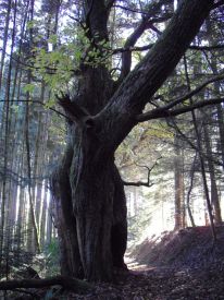 Sentier morvan