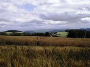 6, champ de céréales 