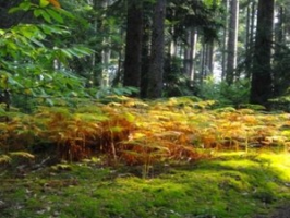 Circuit Forêt du Haut Folin