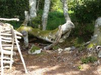 8, bois de chauffage